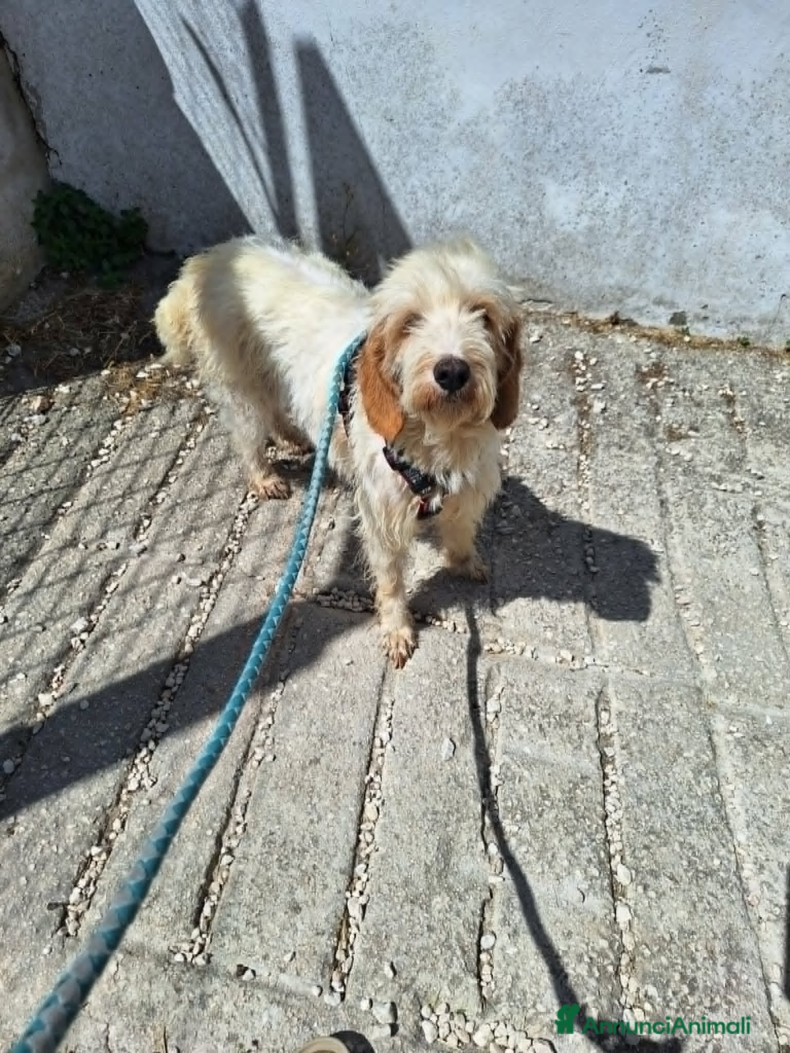 Meticcio cani Lady in adozione. - Annuncio 2
