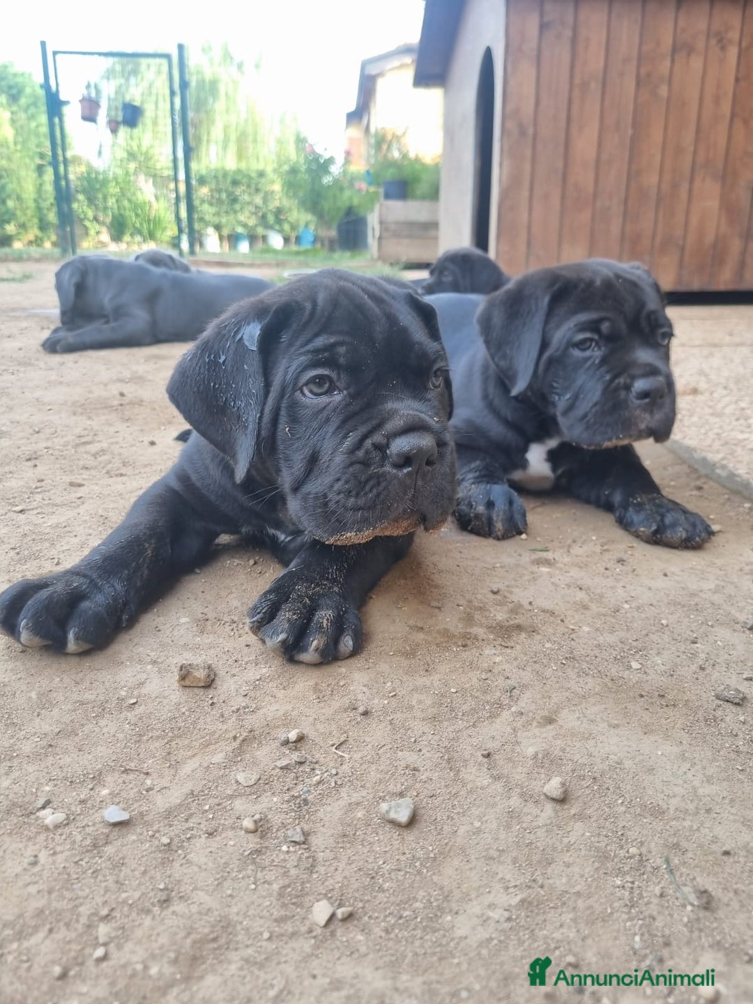 Cane Corso cani in vendita: Cuccioli cane corso a Provincia di Verona - Immagine 13