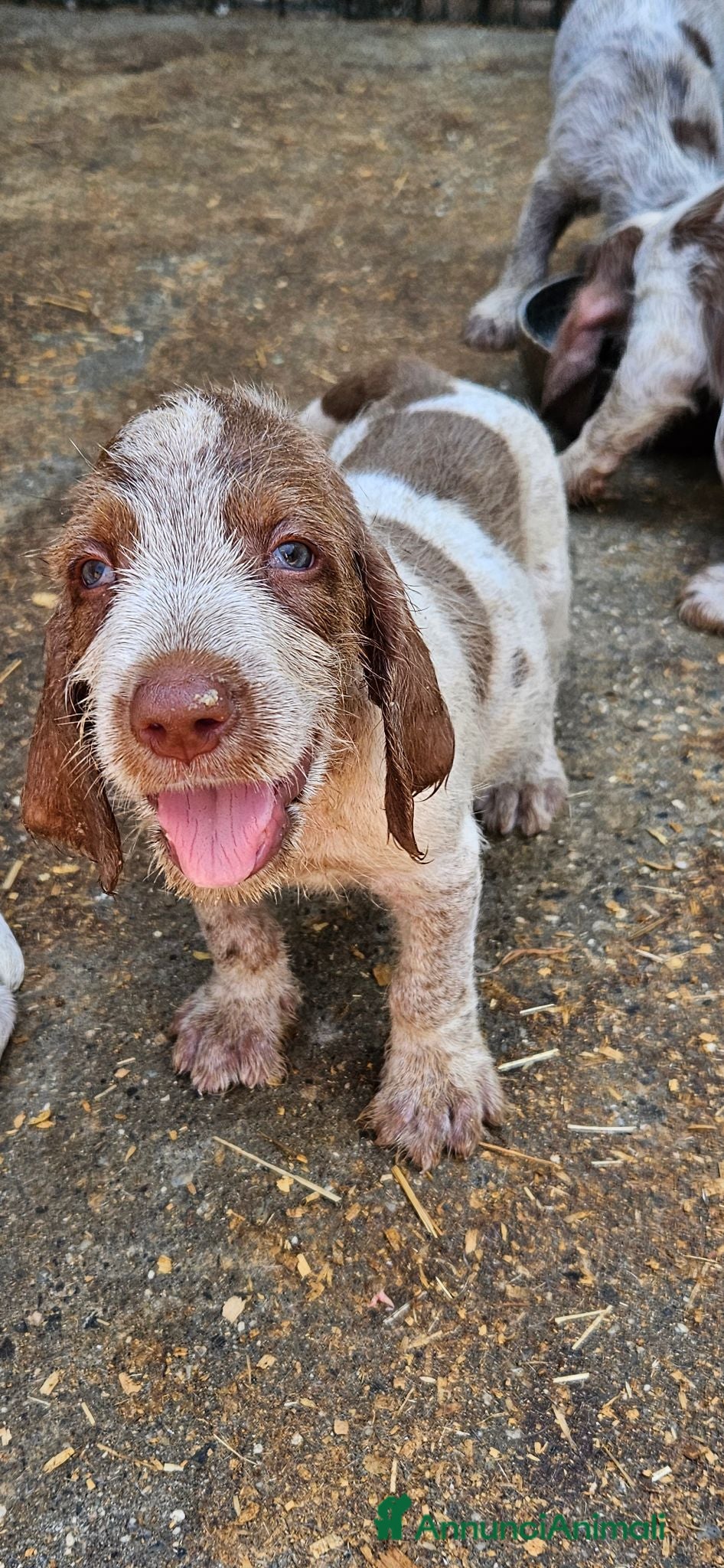 Spinone cani Spinone Italiano con pedigree - Annuncio 2