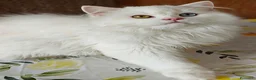 Scottish gatti in vendita: Valentino maschio e Vanilla femmina - Annuncio 3