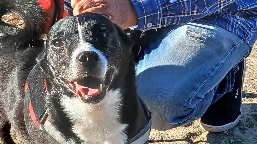 Meticcio cani in regalo: NONNO OREO TI STA CERCANDO, IN ADOZIONE - Annuncio 4