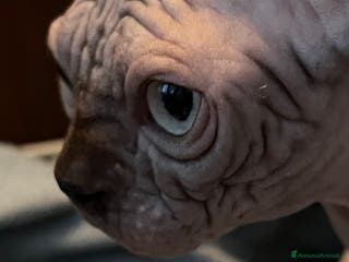 Sphynx gatti Sphynx - Annuncio 16