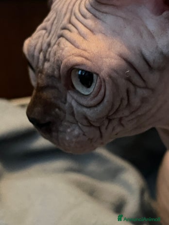 Sphynx gatti - Annuncio 14