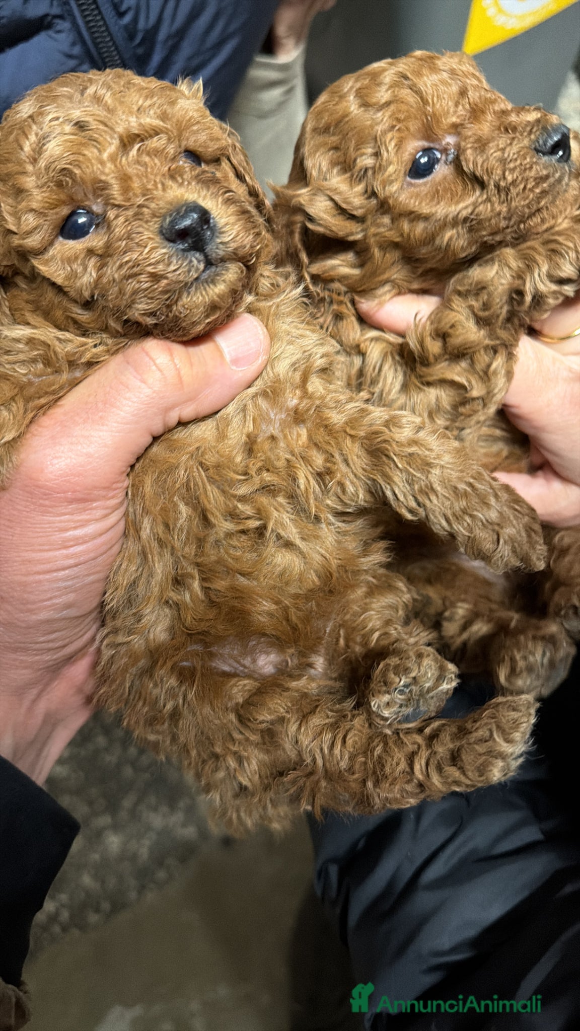 Barboncino Toy cani Cuccioli di Barboncino Toy con genitori visibili  - Annuncio 2