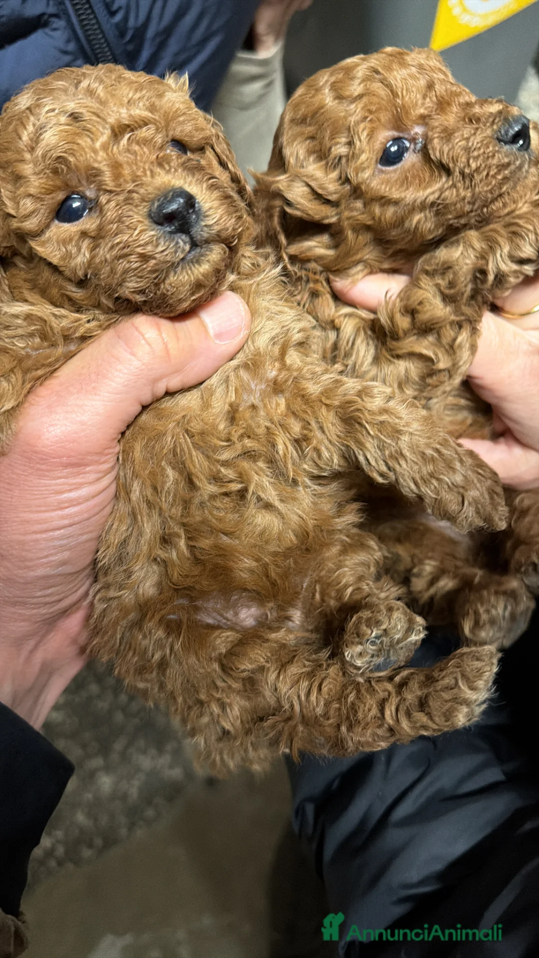 Barboncino Toy cani in vendita: Cuccioli di Barboncino Toy con genitori visibili  - Annuncio 1