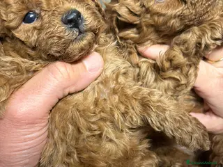 Barboncino Toy cani Cuccioli di Barboncino Toy con genitori visibili - Annuncio 2