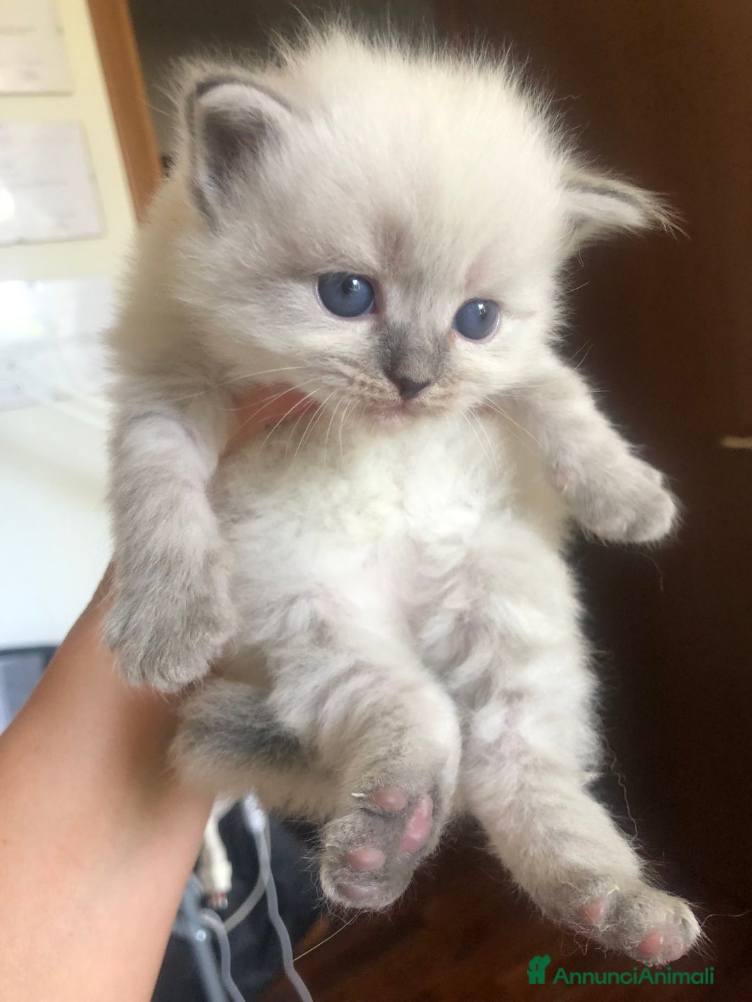 Siberiano gatti in vendita: Cuccioli di Gatto Siberiano Ipoallergenico a Provincia di Varese - Immagine 3