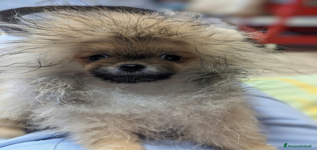 Immagine della galleria {{count}}