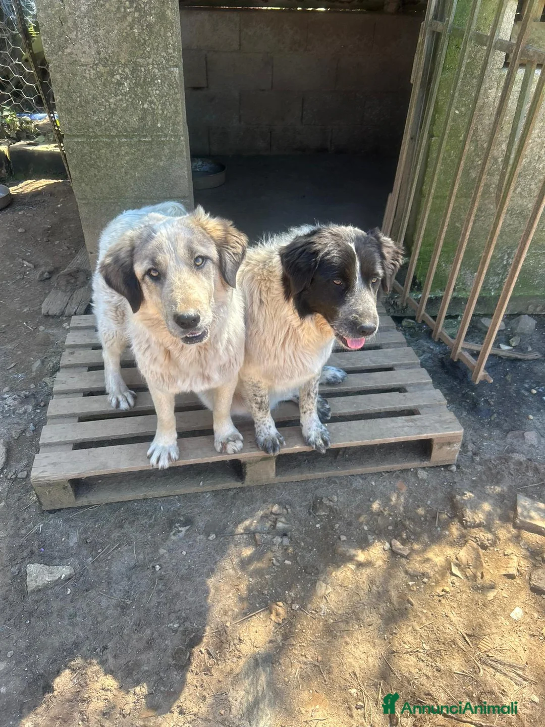 Meticcio cani in regalo: Gracy splendida giovanotta cerca casa  - Annuncio 2