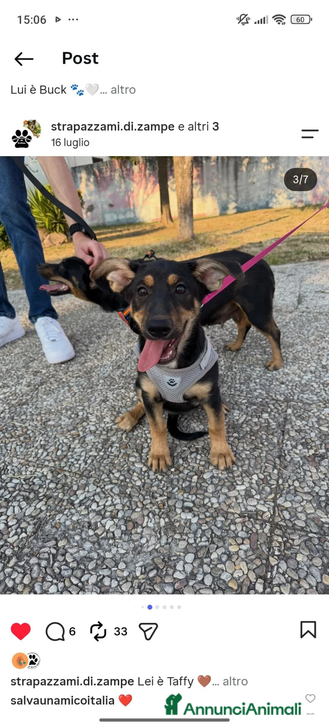 Meticcio cani in regalo: Taffy - Annuncio 2