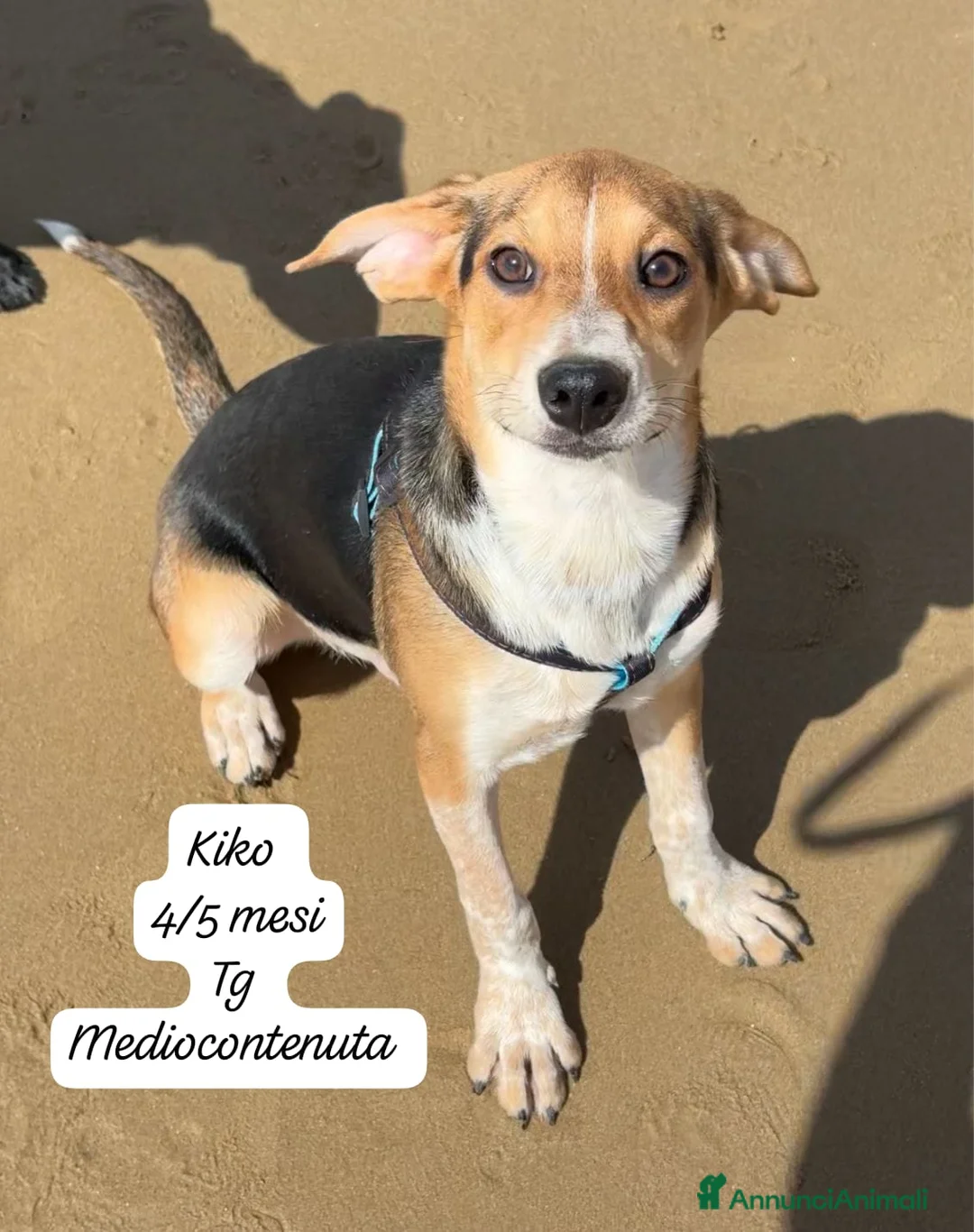 Meticcio cani in regalo: Cuccioli cercano urgentemente famiglia  a Provincia di Monza e della Brianza - Annuncio 11