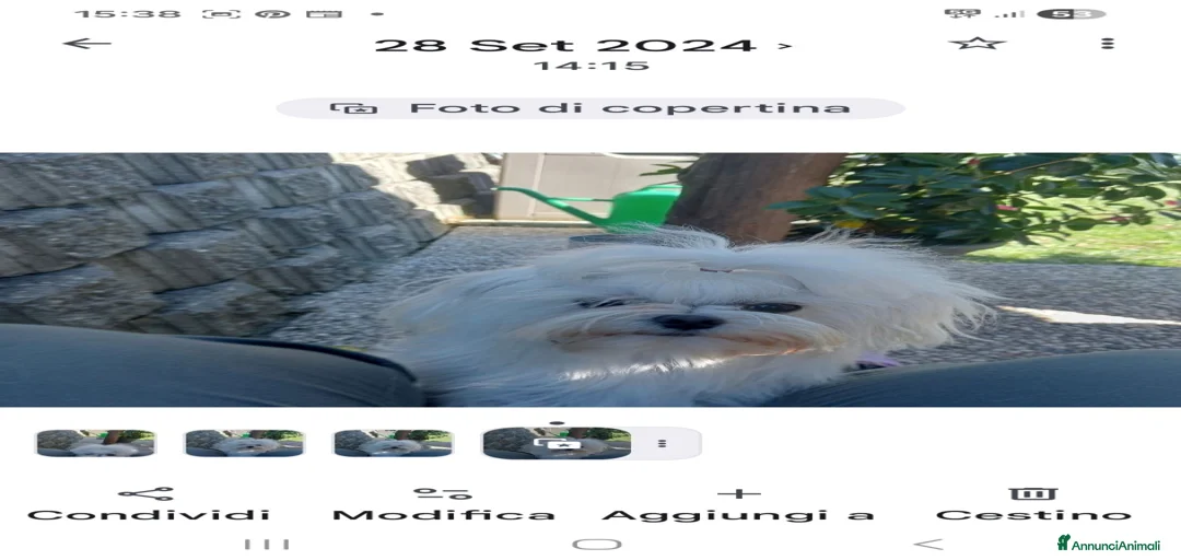 Immagine della galleria {{count}}