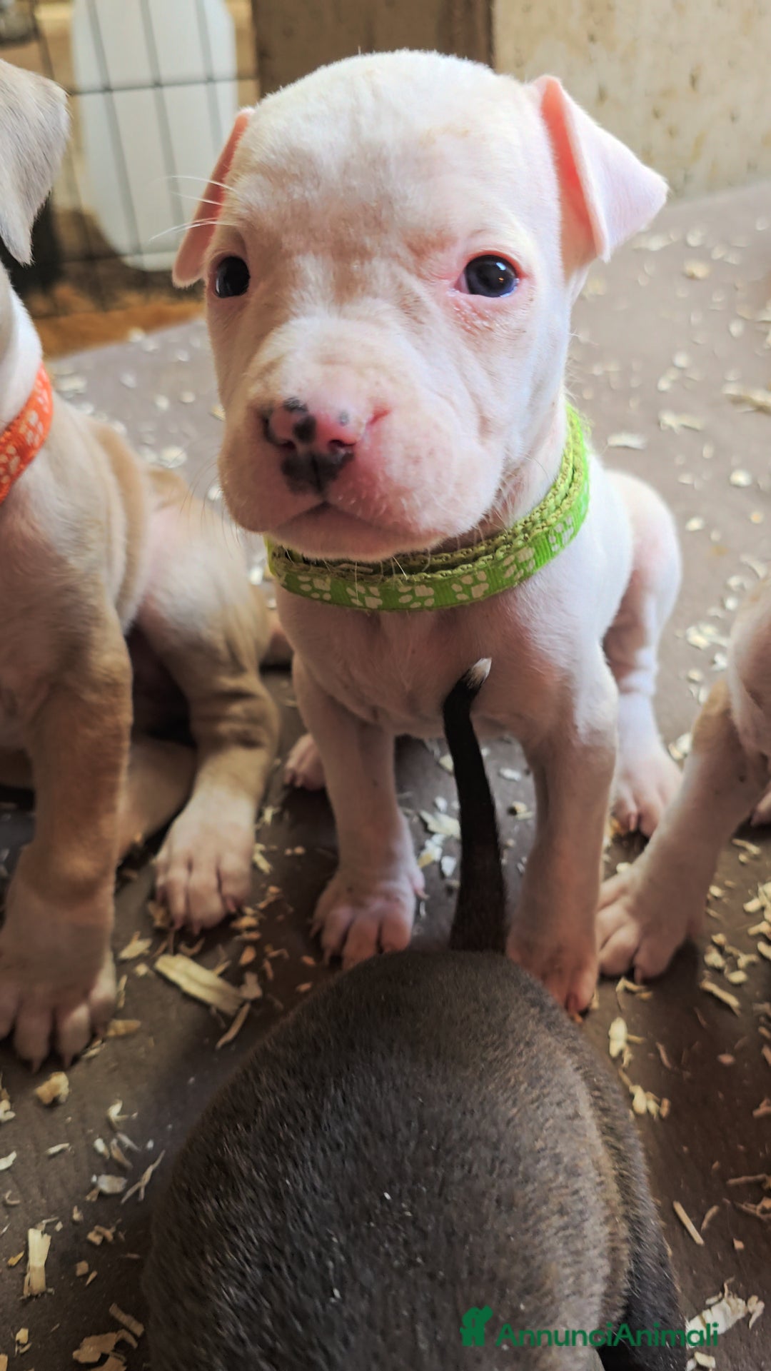 American Staffordshire cani in vendita: Cuccioli Amstaff  - Annuncio 13