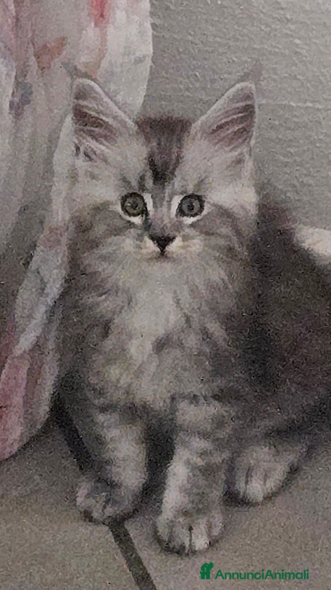 Maine Coon gatti Cuccioli Maine Coon Silver pedigree Afef  - Annuncio 6