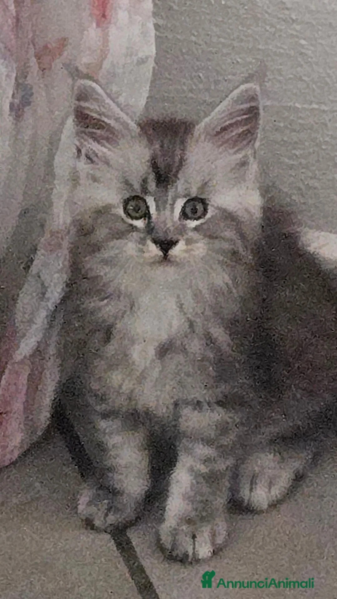 Maine Coon gatti in vendita: Cuccioli Maine Coon Silver pedigree Afef  - Annuncio 2