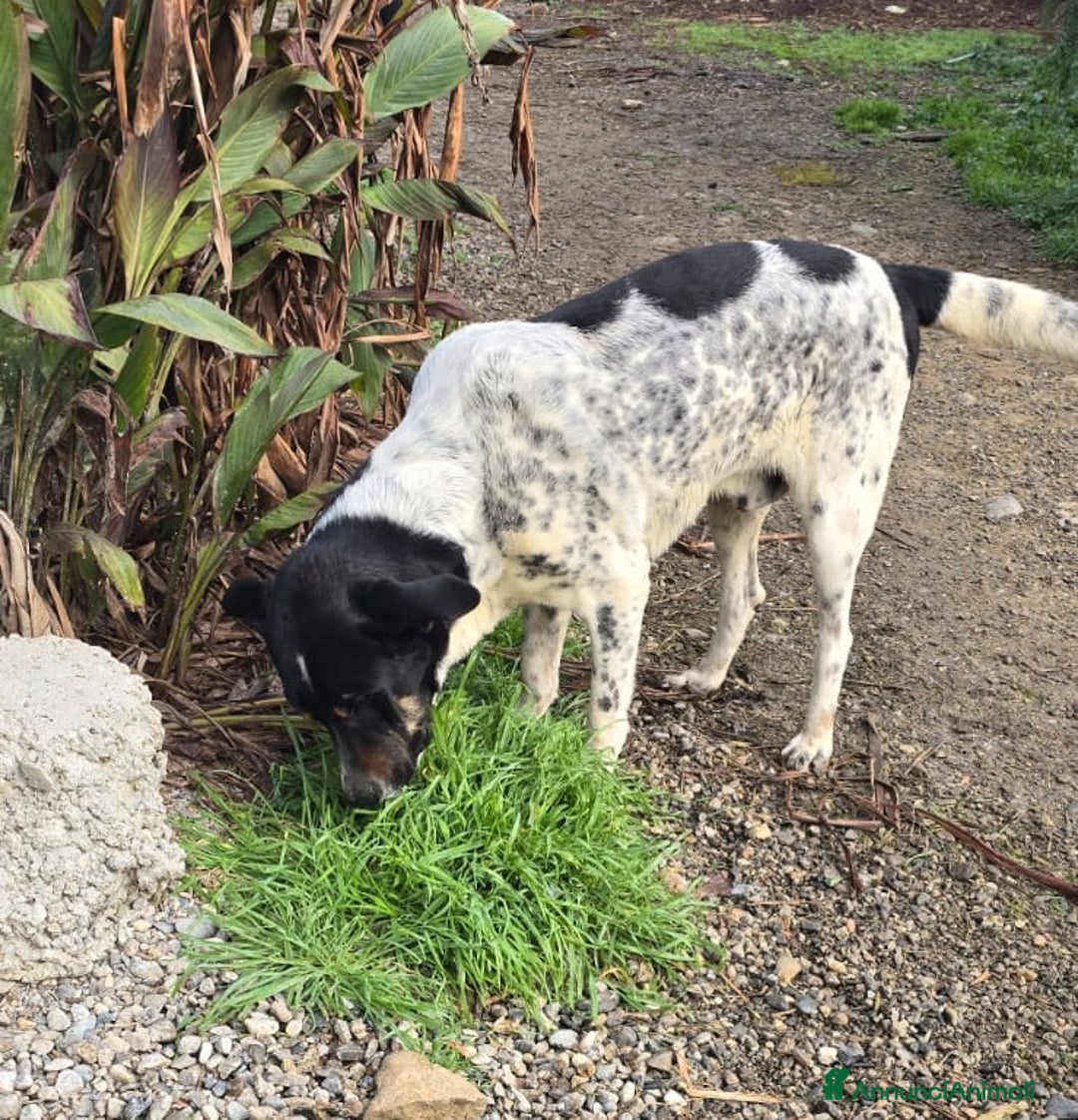 Meticcio cani in regalo: Oliver un carattere meraviglioso a Città Metropolitana di Milano - Annuncio 5