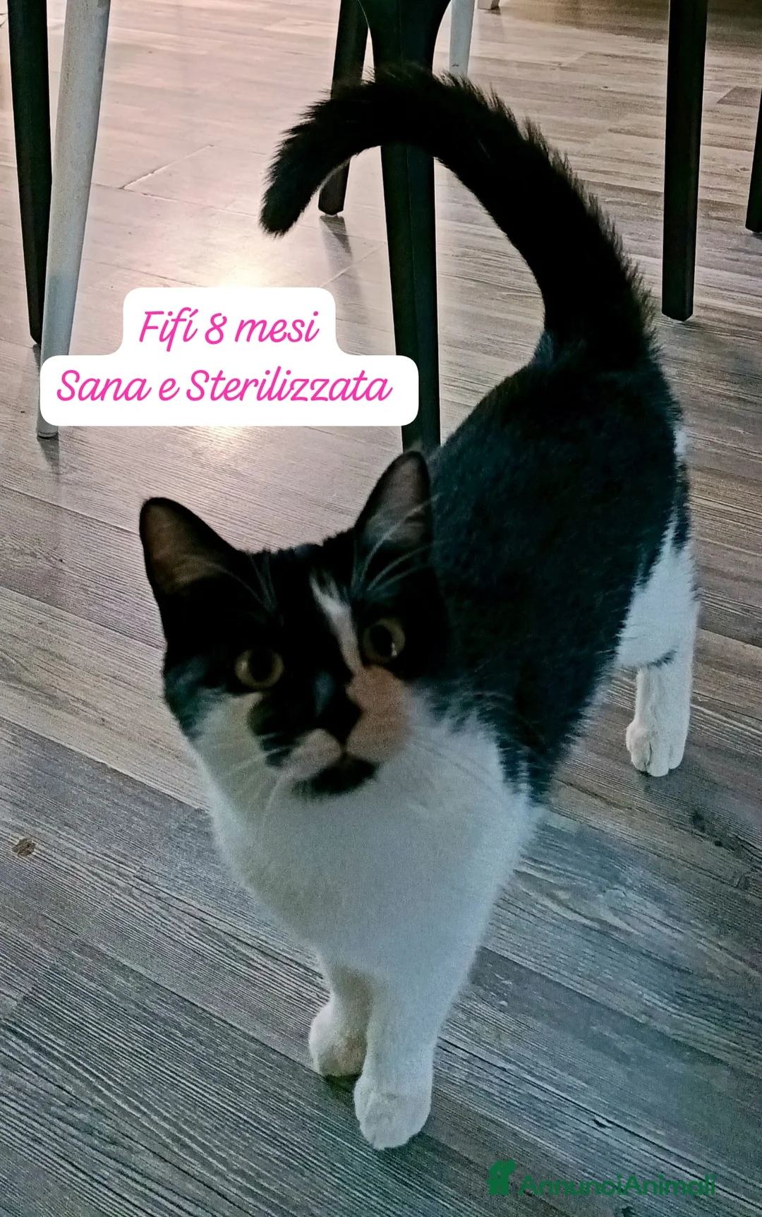 Altre razze gatti in regalo: Gattini destinati alla colonia  - Annuncio 8