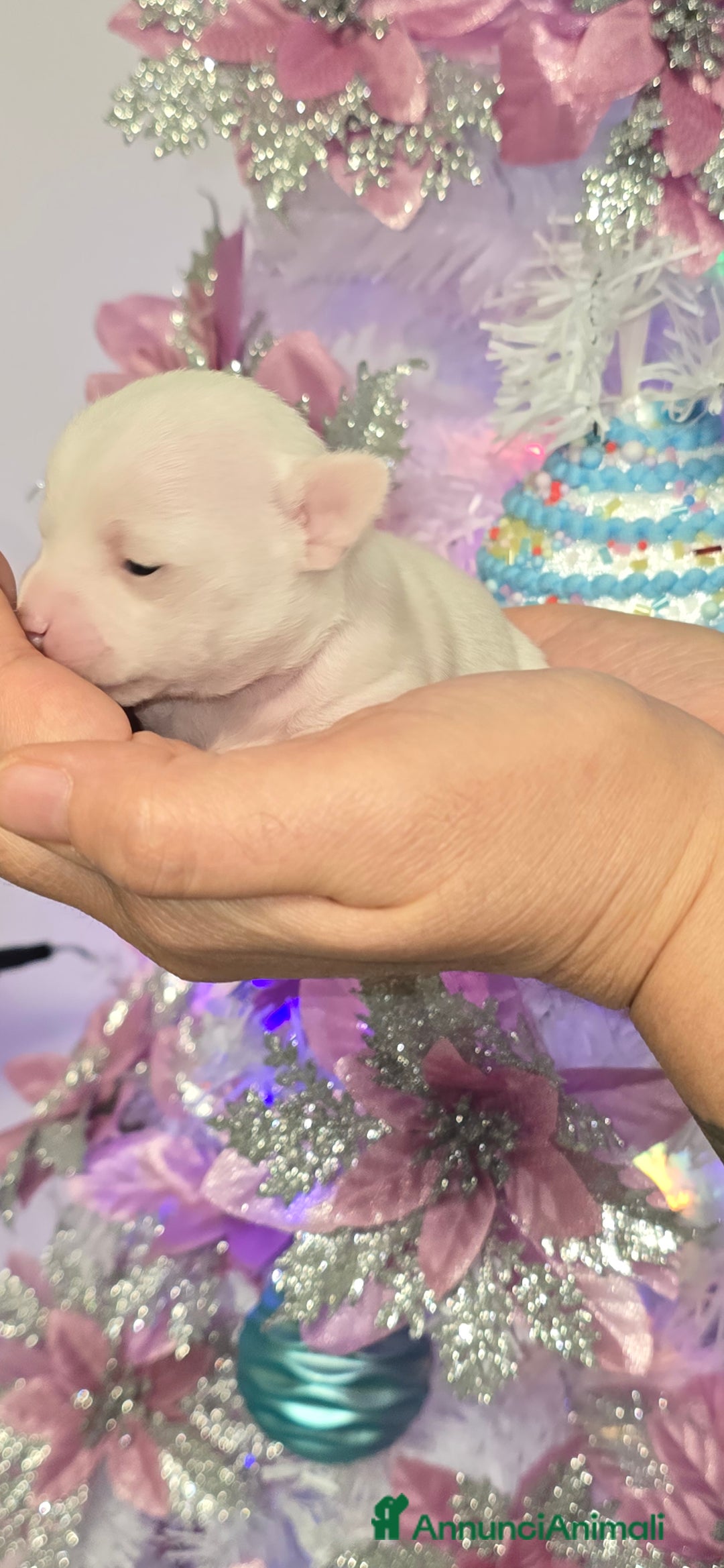 Chihuahua cani in vendita: Cuccioli di chihuahua - Annuncio 14