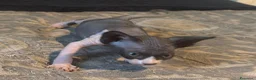 Sphynx gatti in vendita: cuccioli di Sphynx  - Annuncio 3