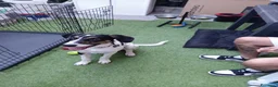 Meticcio cani in regalo: Magic  a Provincia di Monza e della Brianza - Annuncio 3