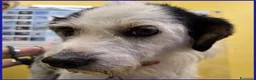 Meticcio cani in regalo: JOHNTRA SIMIL LAGOTTINO 4 ANNI SOGNA UNA FAMIGLIA  - Annuncio 5