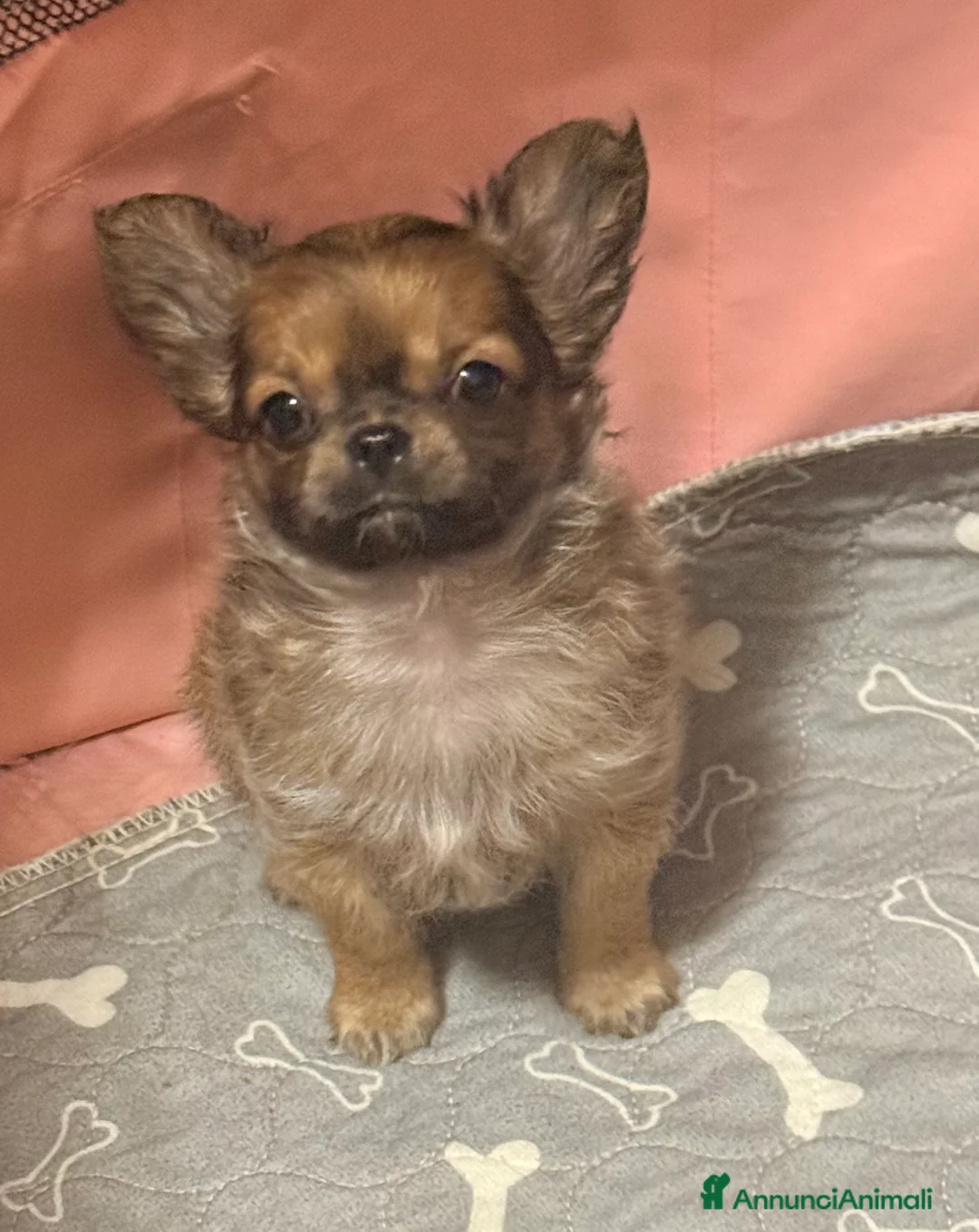 Chihuahua cani in vendita: Cuccioli di chihuahua - Annuncio 4