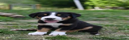 Grande Bovaro Svizzero cani in vendita: 🐾 Cuccioli di Grande Bovaro Svizzero disponibili! - Annuncio 3
