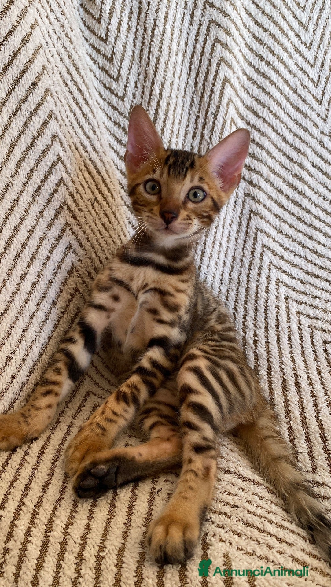Bengala gatti Cuccioli Bengala Con Pedigree  - Annuncio 7