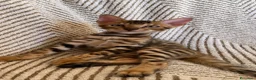 Bengala gatti in vendita: Cuccioli Bengala Con Pedigree  - Annuncio 1