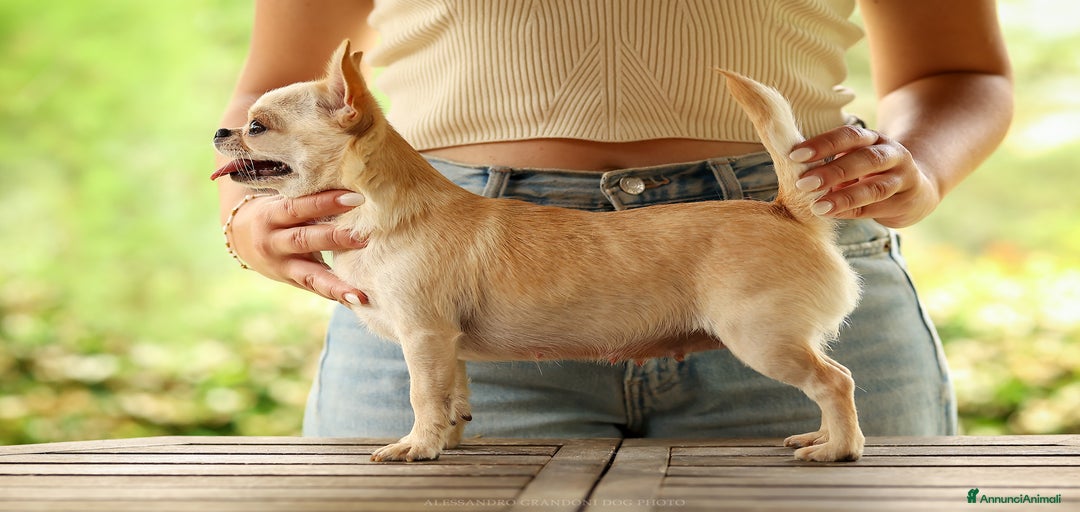 Immagine della galleria {{count}}