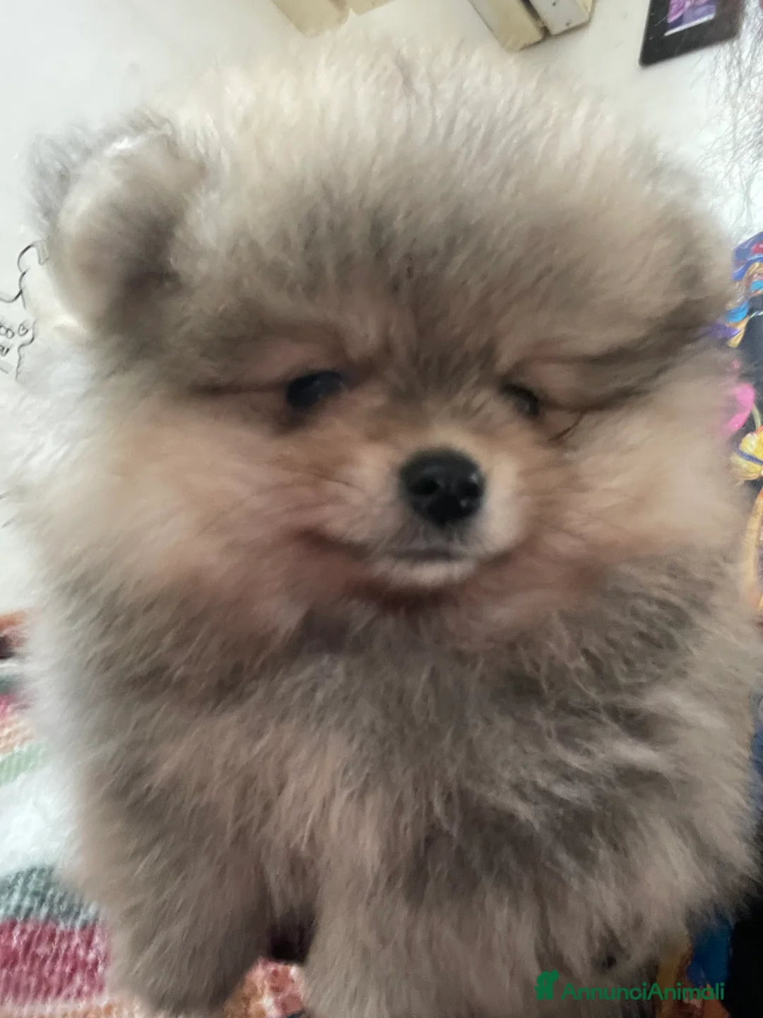 Volpino Pomerania cani in vendita: Volpino di Pomerania - Annuncio 7