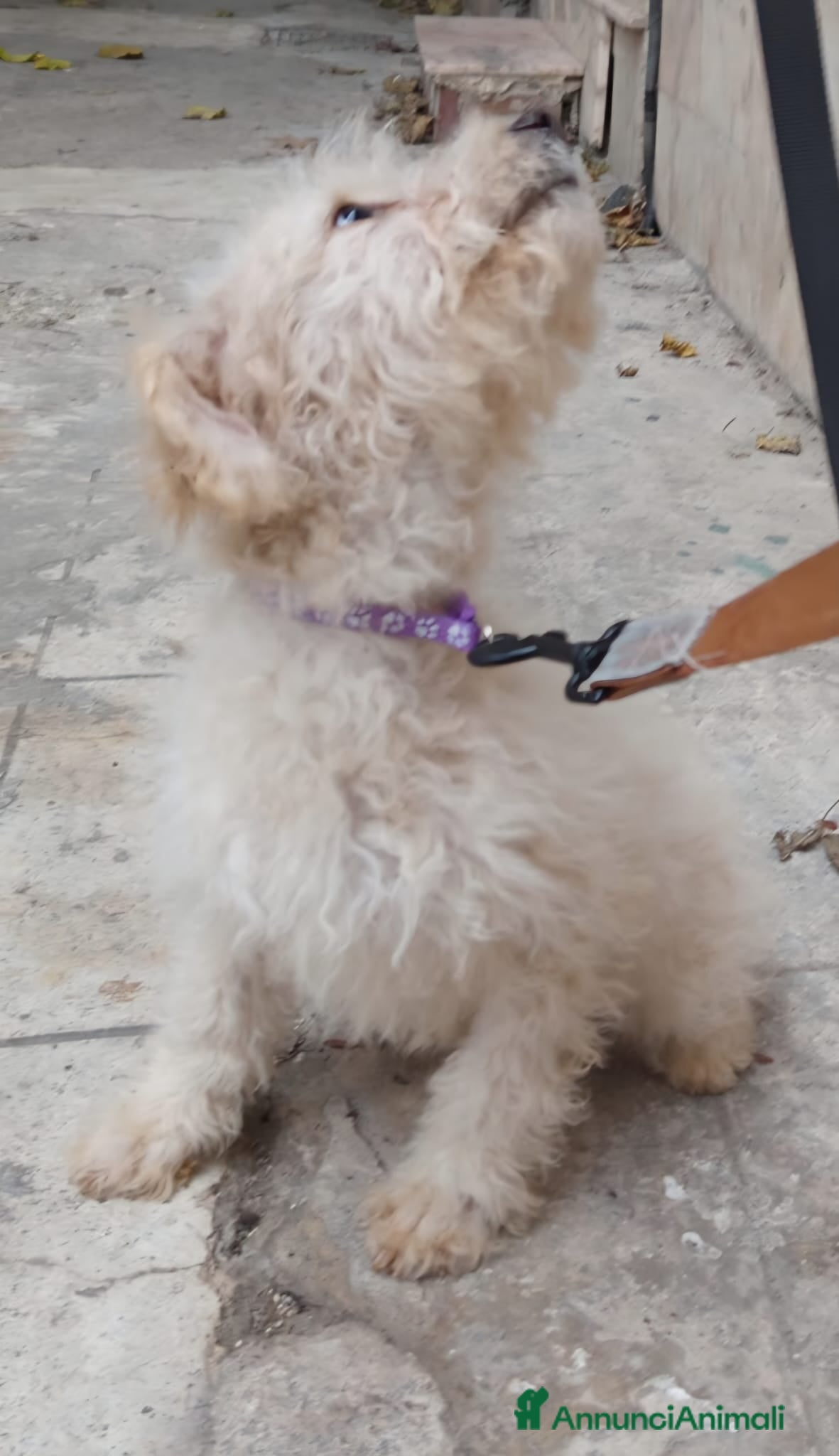 Meticcio cani Cuccioli barboncino mix 4 mesi  - Annuncio 1