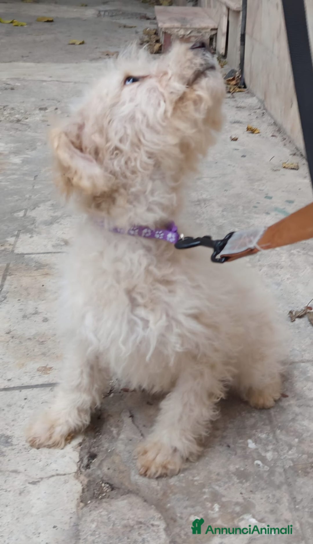 Meticcio cani in vendita: Cuccioli barboncino mix 4 mesi  - Annuncio 1