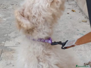 Meticcio cani Cuccioli barboncino mix 4 mesi - Annuncio 1