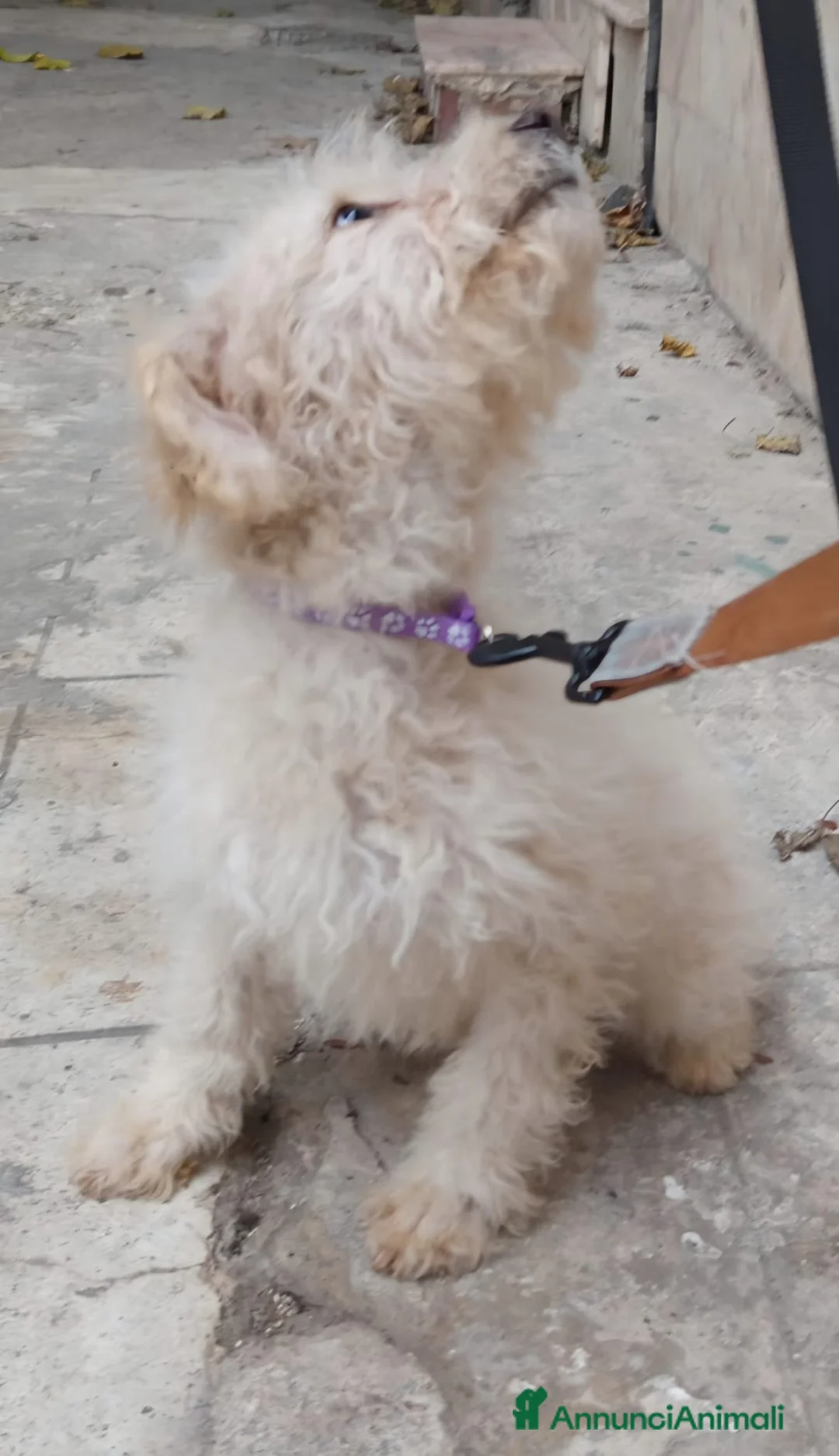 Meticcio cani in vendita: Cuccioli barboncino mix 4 mesi  - Annuncio 2