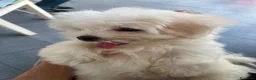 Maltese cani in vendita: Maltese - Annuncio 3