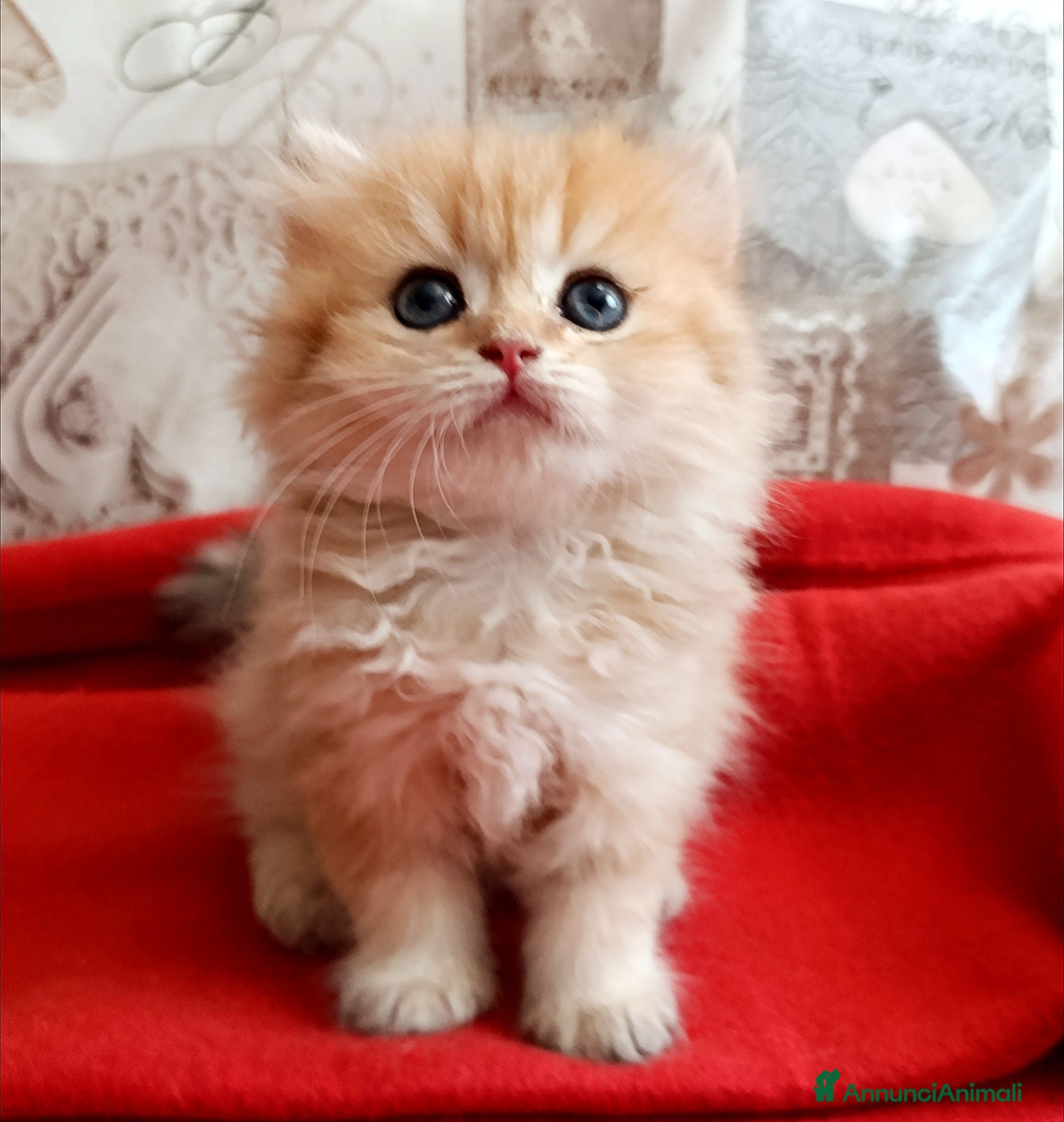 British gatti British Golden cucciola  - Annuncio 15