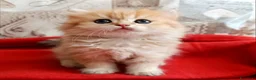 British gatti in vendita: British Golden cucciola  - Annuncio 1