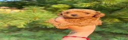 Barboncino Toy cani in vendita: Barboncino Toy con pedegree Enci  a Città Metropolitana di Torino - Annuncio 3