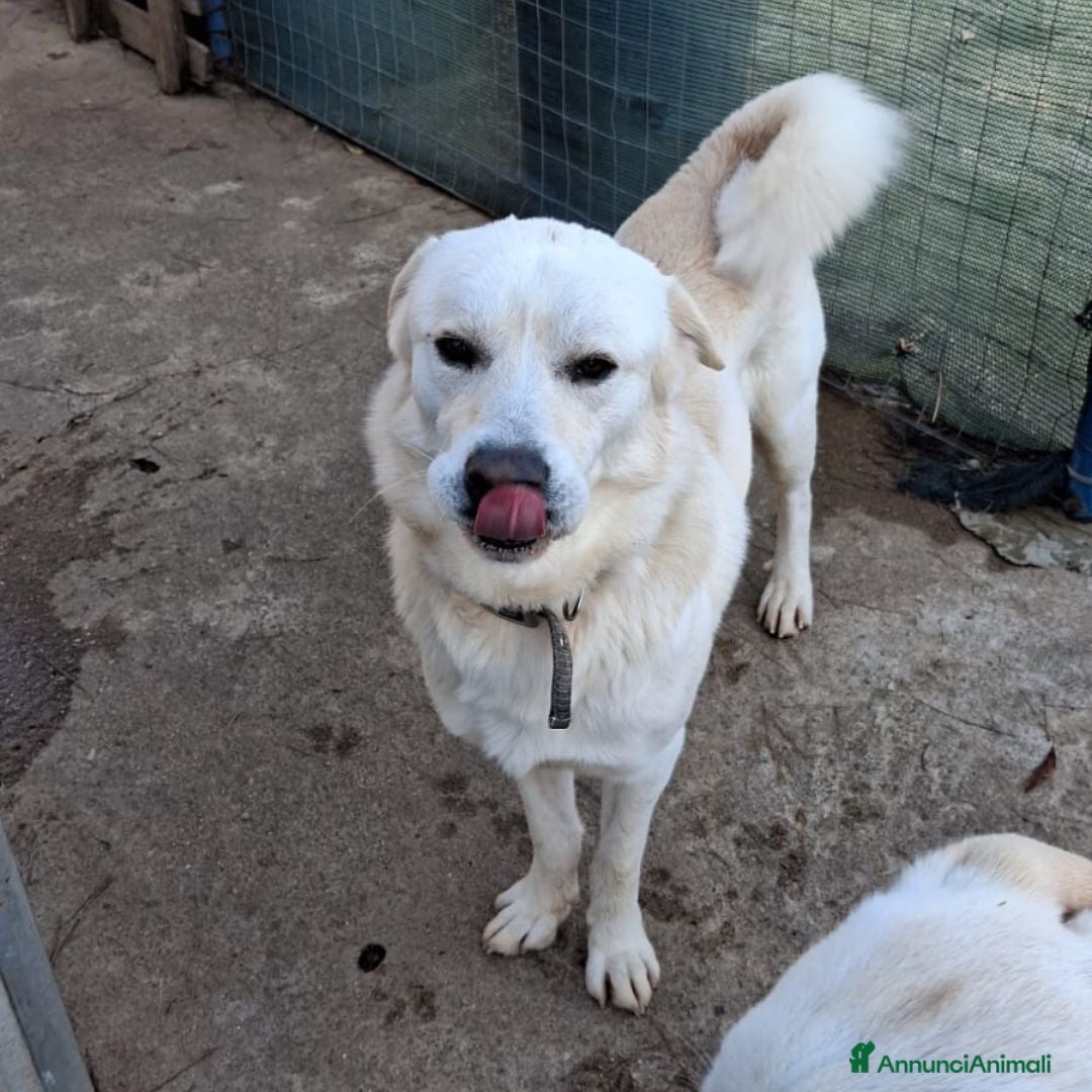 Meticcio cani in regalo: WATSON 💙 - una nuova bianca di dolcezza  - Annuncio 3