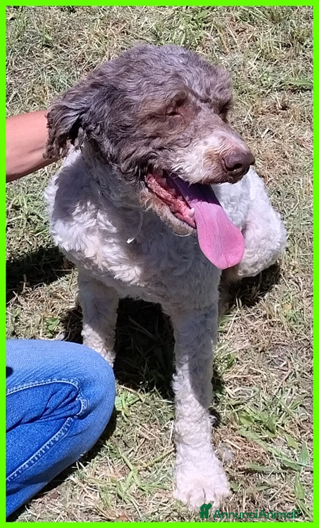 Lagotto cani in regalo: PICONE, SIMIL LAGOTTINO 2 ANNI, RECUPERATO LEGATO  a Città metropolitana di Milano - Annuncio 4