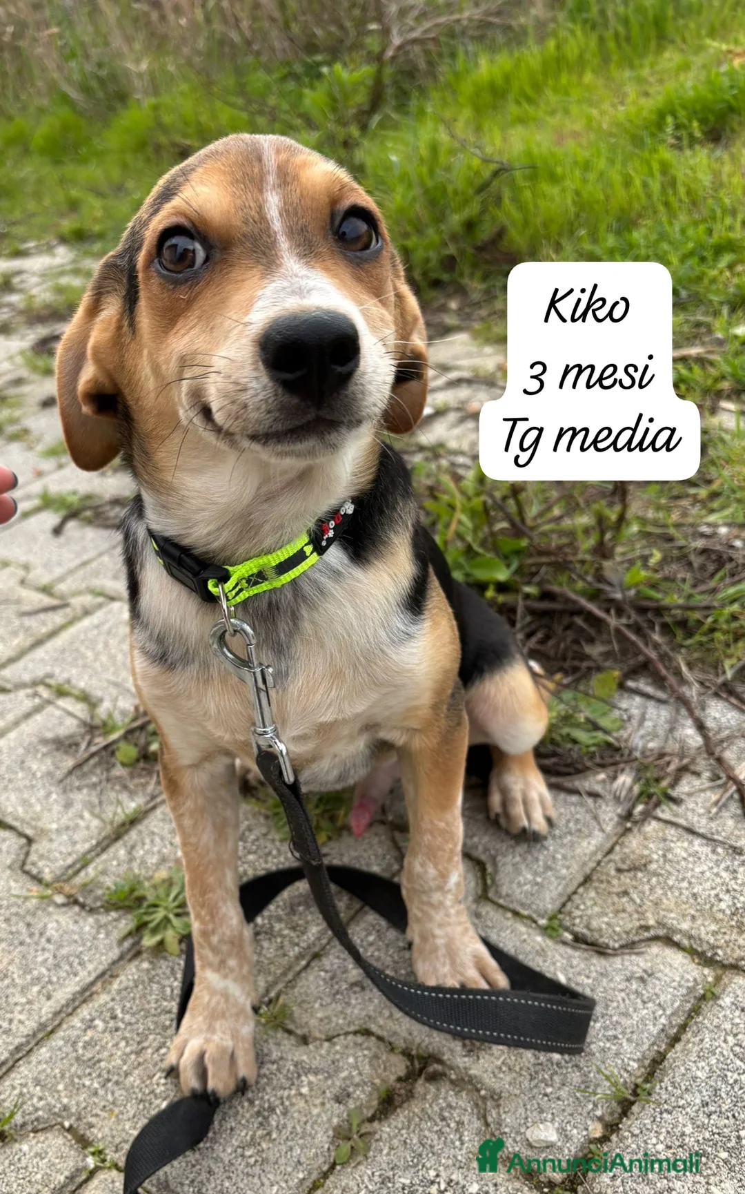 Meticcio cani in regalo: Cuccioli cercano urgentemente adozione - Annuncio 2