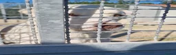 Meticcio cani in regalo: Sapete cosa sono le celle di un canile ? a Provincia di Taranto - Annuncio 4