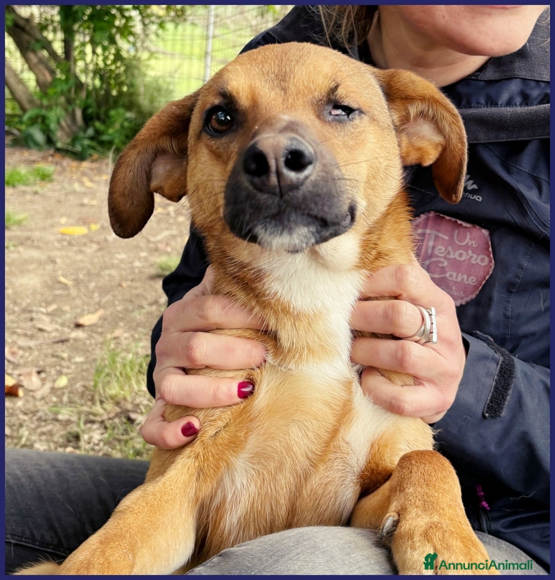 Meticcio cani in regalo: GUE' PEQUENO, 2 ANNI, POCO PIU' DI 10 KG, UN TENER a Città metropolitana di Milano - Annuncio 2