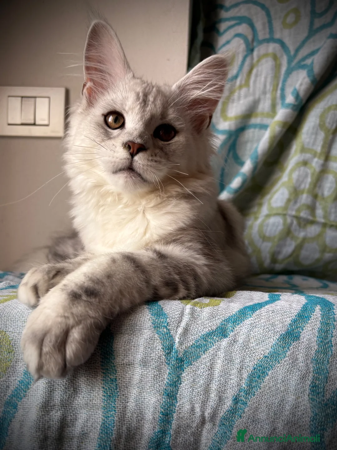 Maine Coon gatti in vendita: Splendida cucciola di Maine coon a Provincia di Verona - Annuncio 5