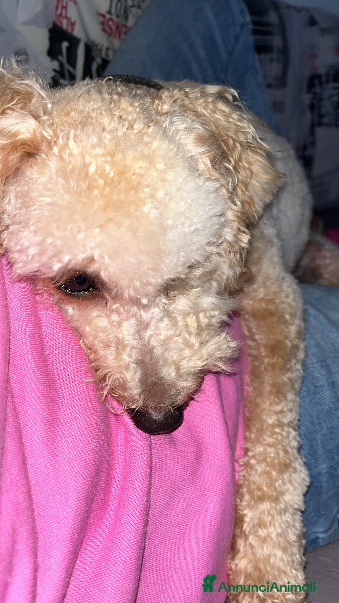 Barboncino cani in vendita: Barboncino nano 1 anno - Annuncio 2