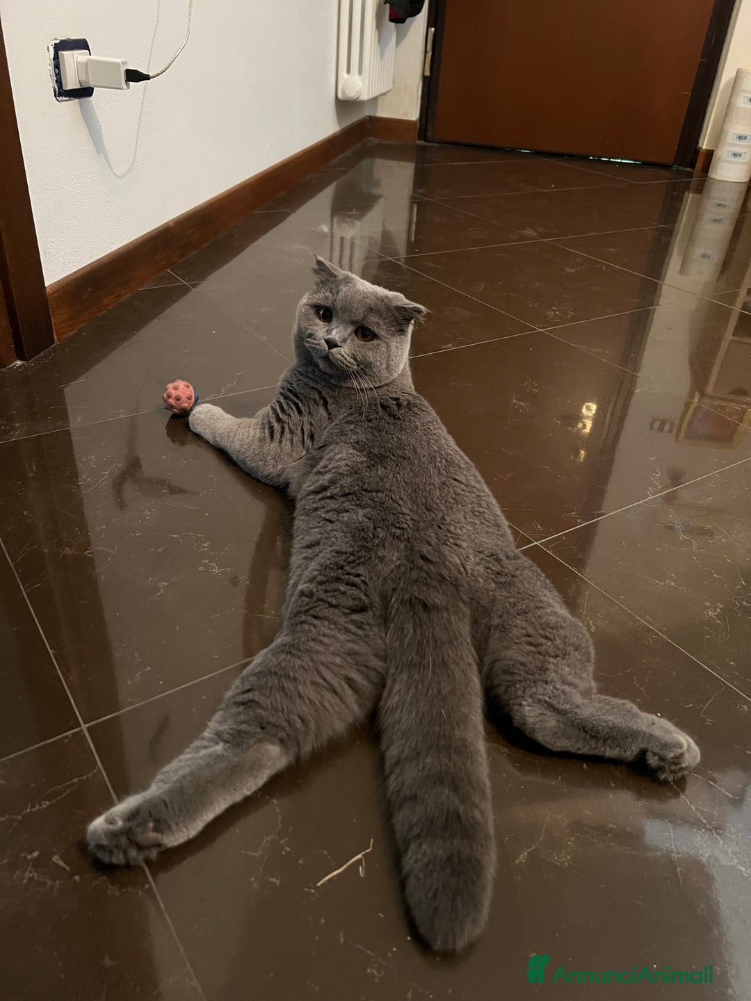 Scottish gatti per accoppiamento: Monta Scottish fold  - Annuncio 4