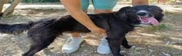 Meticcio cani in regalo: 9 mesi, futuri 12/15 chili medio piccola  - Annuncio 4