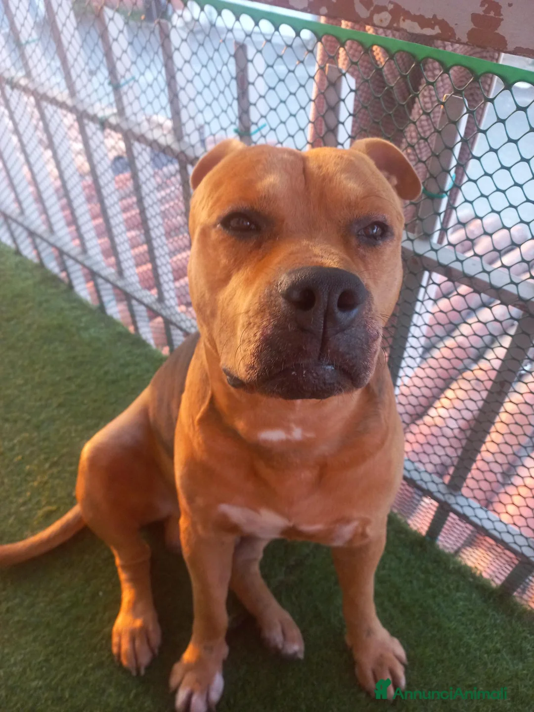 Pitbull cani in regalo: Nome:Thor - Annuncio 2