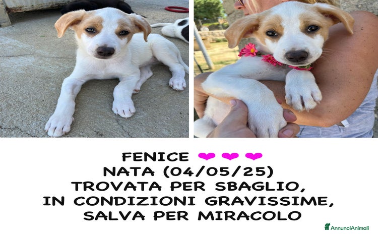 Meticcio cani a Provincia di Bergamo - Annuncio 3